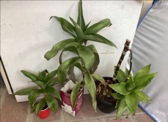 Callisia Fragrans family doctor plant