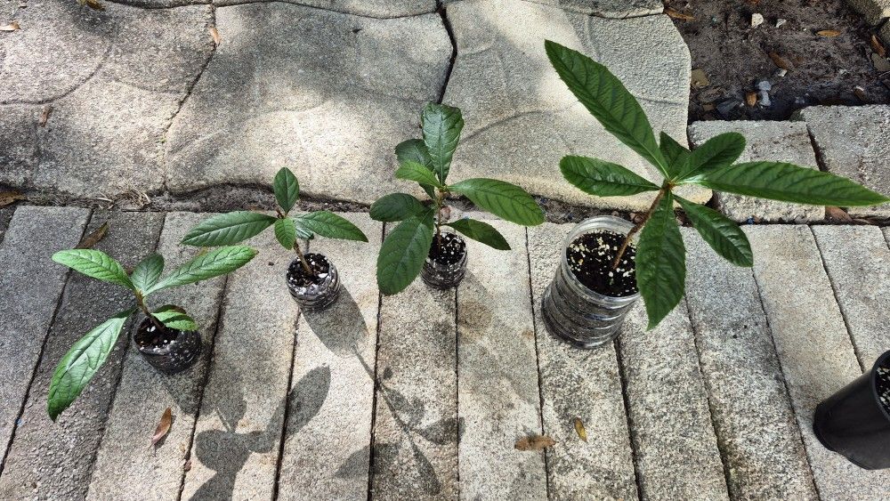 #7 Japanese plum trees Plant All Together 