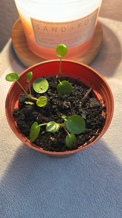 pilea (money plant)