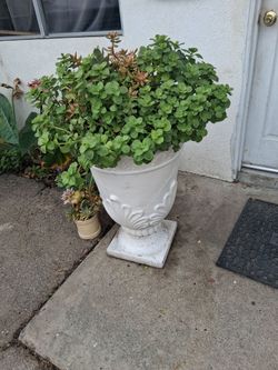 SUCCULENTS  IN FASHION  POTS