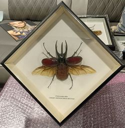 Rare Rhinoceros Entomology Specimen