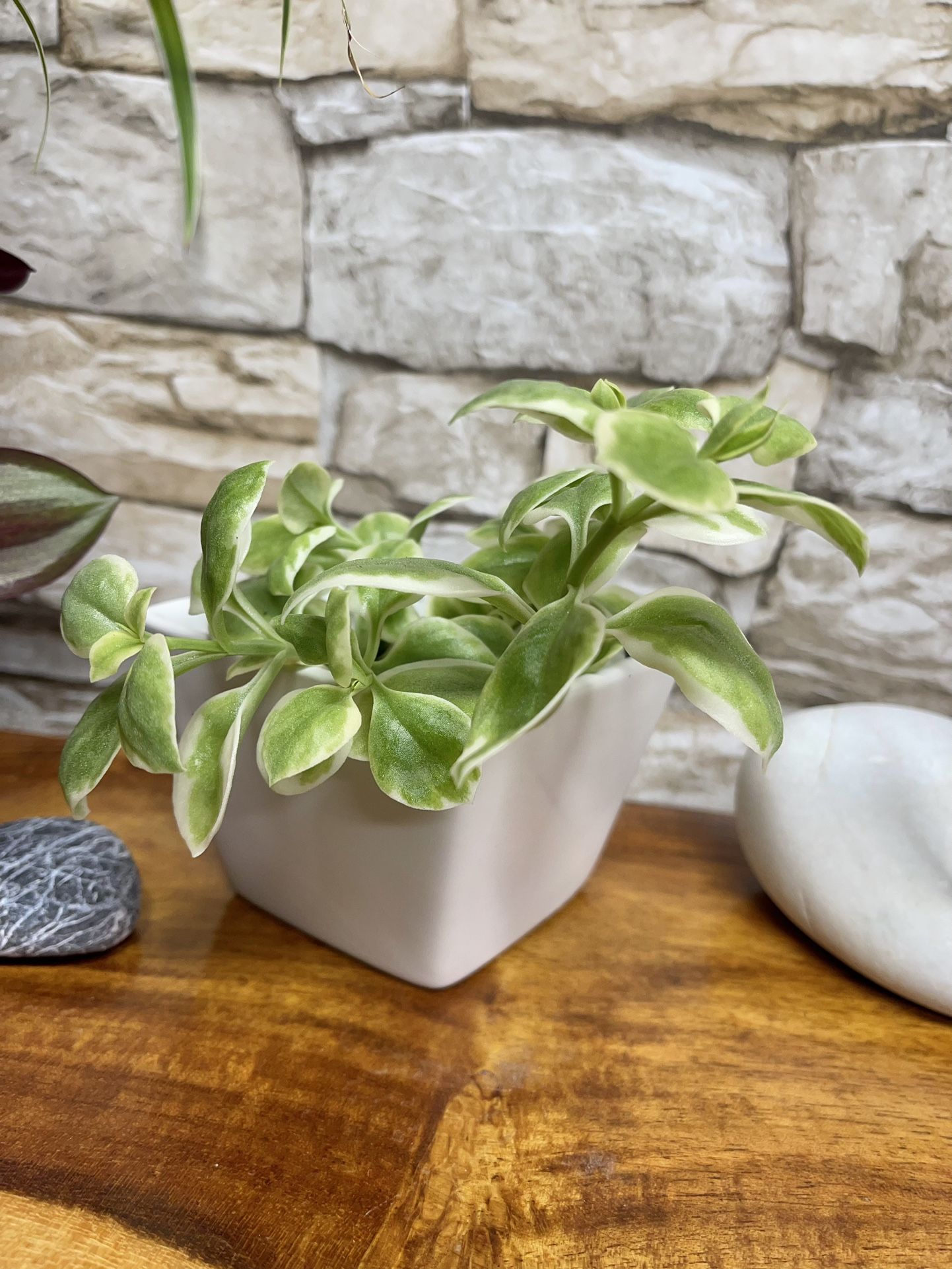 Succulent In White Pot 3"x3"x2.75"H.