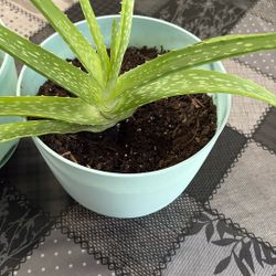 Aloe Vera’s Plant With Free Baby Aloe Vera’s
