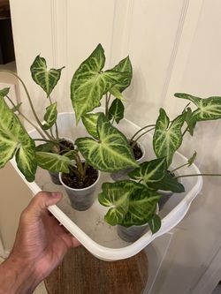 $4 Each | 🔥 CLEARANCE SALE | Syngonium “White Butterfly ” | Arrowhead Plant