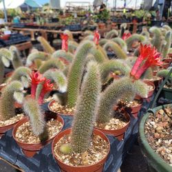 Monkeys Tail Cactus 🌵 