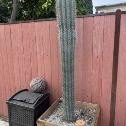 Huge Cardon Cactus Pachycereus pringlei
