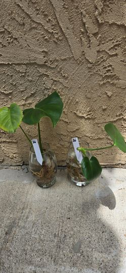 Monstera deliciosa Cuttings