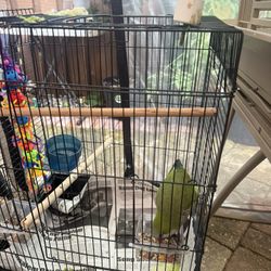 Bird Cage 