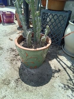 Plants Ten Each  Have segos and Cactus