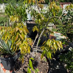 Lychee Brewster tree in 15 gallon grow bag