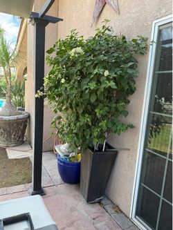 Buganvilla with pot