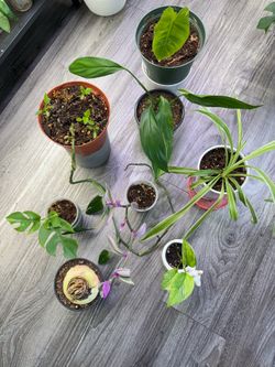 Bundle indoor plants SALE