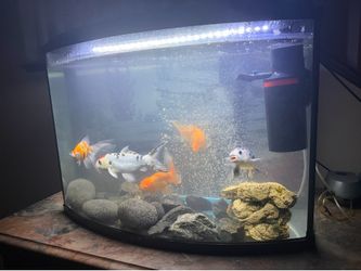 Fish tank and supplies