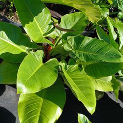 GORGEOUS GREEN 💚 CONGO PLANTS 7GL $25