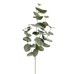 Wanted: Silverdollar Eucalyptus Tree Leaves