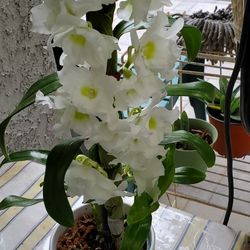 Exotic Orchid