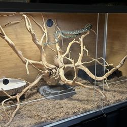 4X2x2 Zen Habitat Reptile  Enclosure