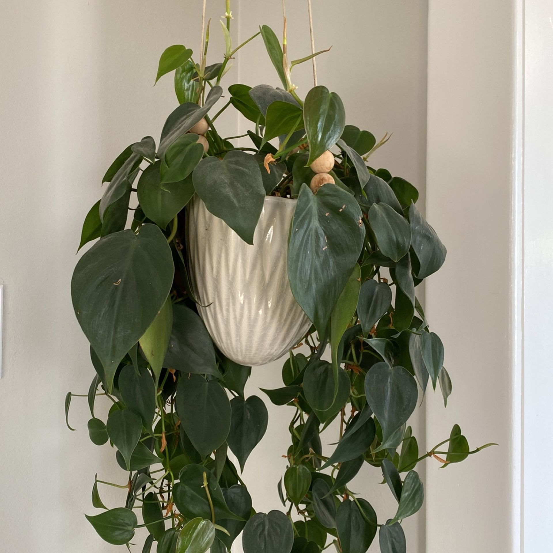BEAUTIFUL hanging Plant