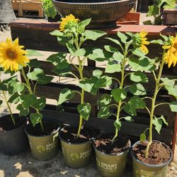 Sunflower Potted Plants