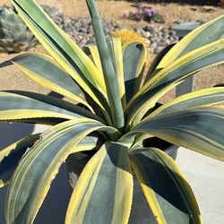 Agave Weberi Variegated “Arizona Star” In 5-Gallon Pot