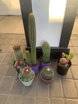 cactuses for sale