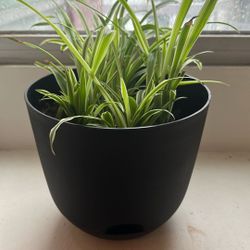 Spider Plant Self Watering Container