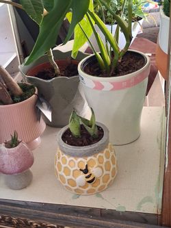 Ceramic Honeycomb Bee Planter Pot with 2 baby snake plant pups