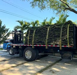 St Augustine Palmetto Sod