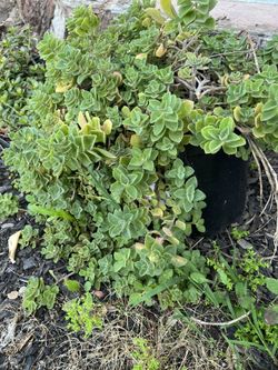 Plant
