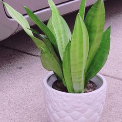 Beautiful Moonshine Sansevieria with Ceramic Pot