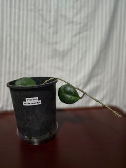 Hoya Obovata Live Plant