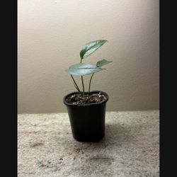 3 Indoor Or Outdoor Small Potted Plants 