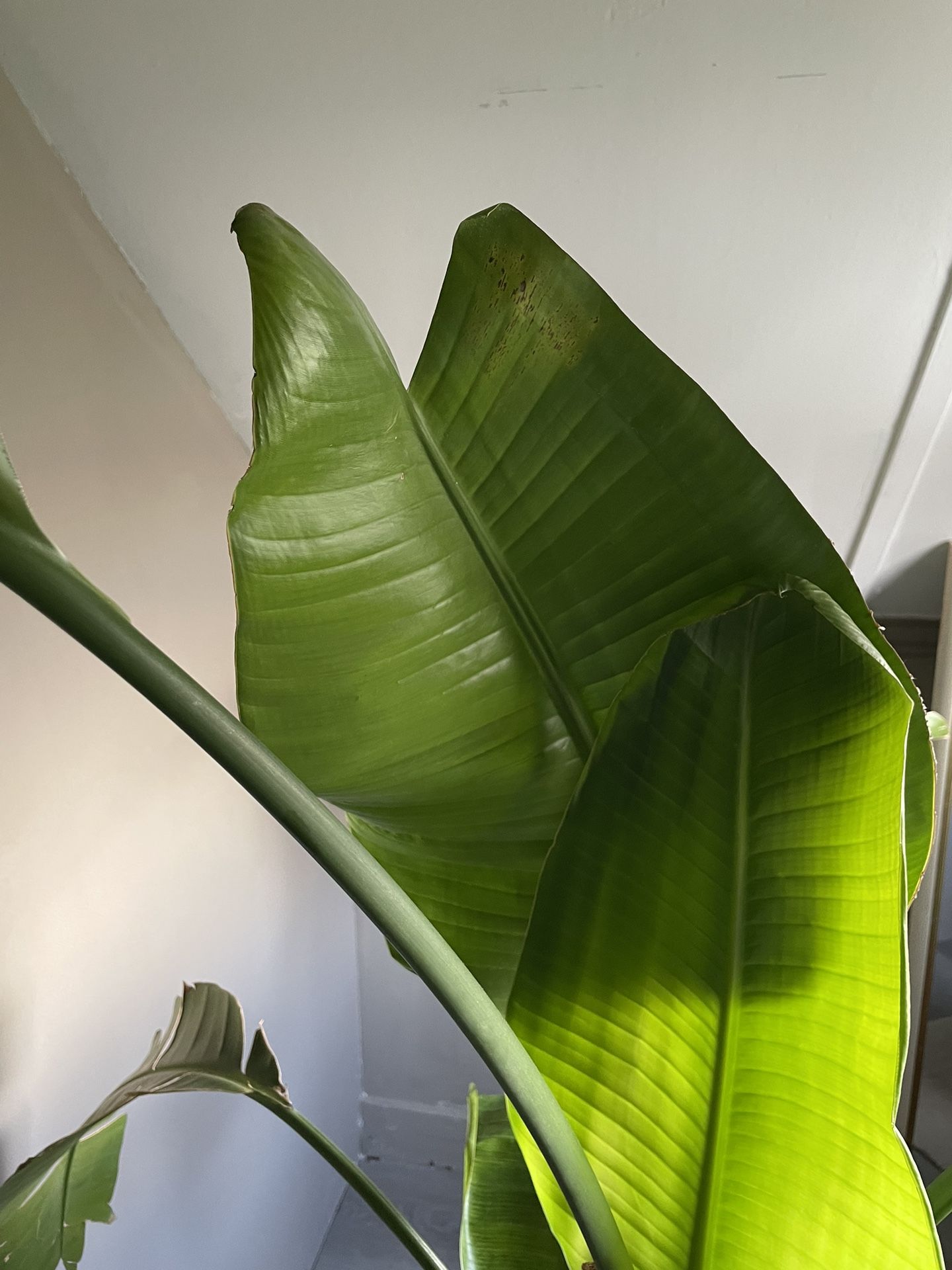 Plant 6ft Tall