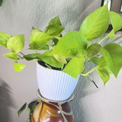 Neon Lime Pothos In 6” Ceramic Pot