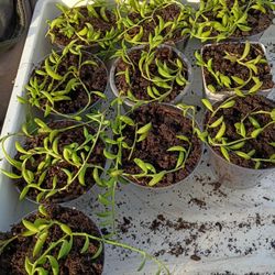 String Of Banana 🍌