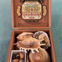 Collection of Seashells and Terrestrial Shells in a Wooden Box