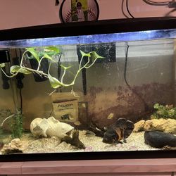 29 Gal Fish Tank