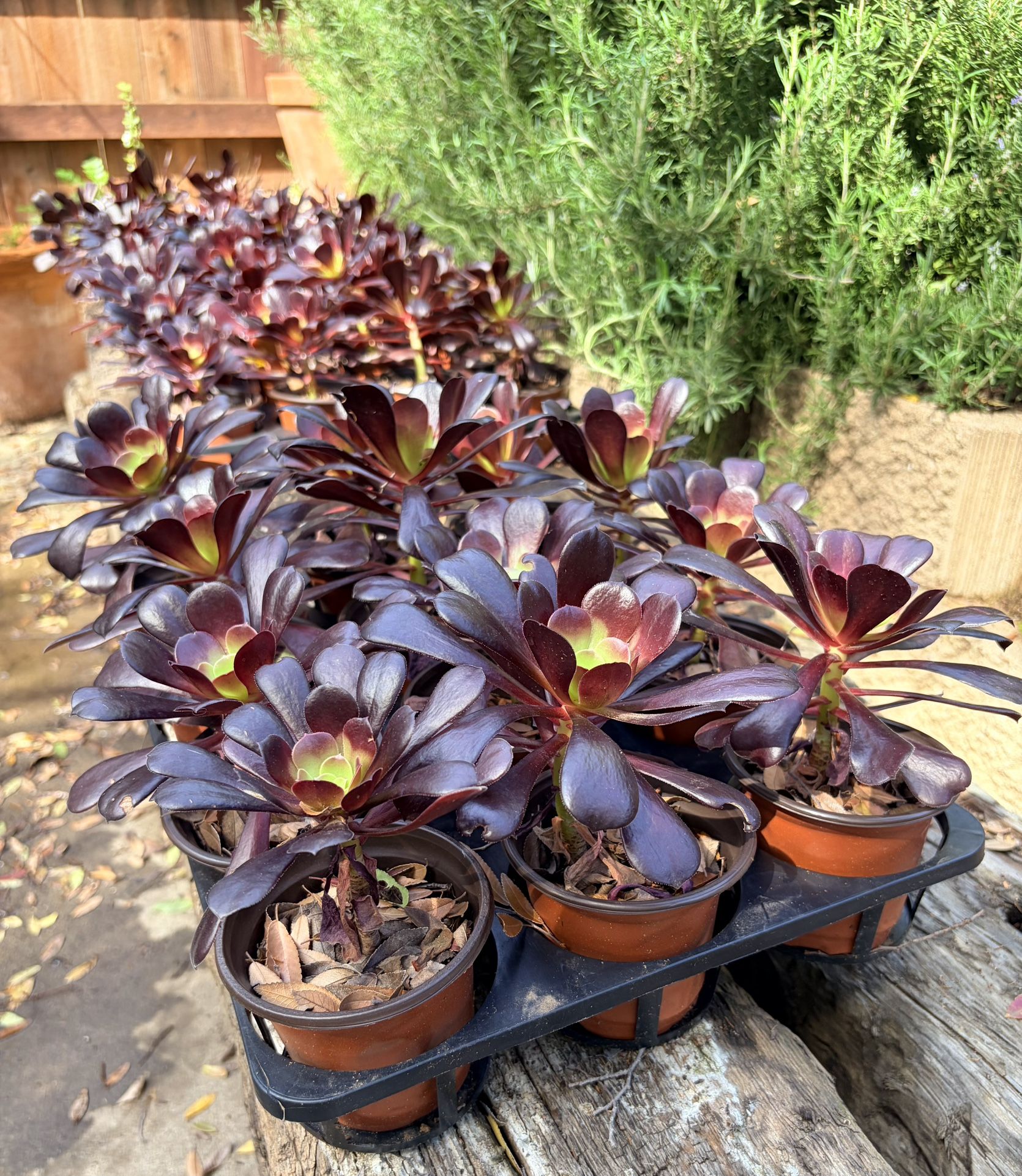 Aeonium Black Rose Succulent Plant