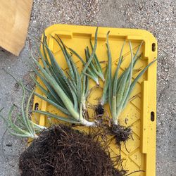 Aloe Vera Plants 