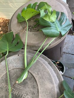 MONSTERA cuttings