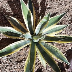 Varigated Agave PLANT Loves SUN