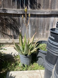Aloe Plants 