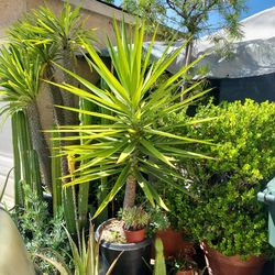 Desert palm, succulent