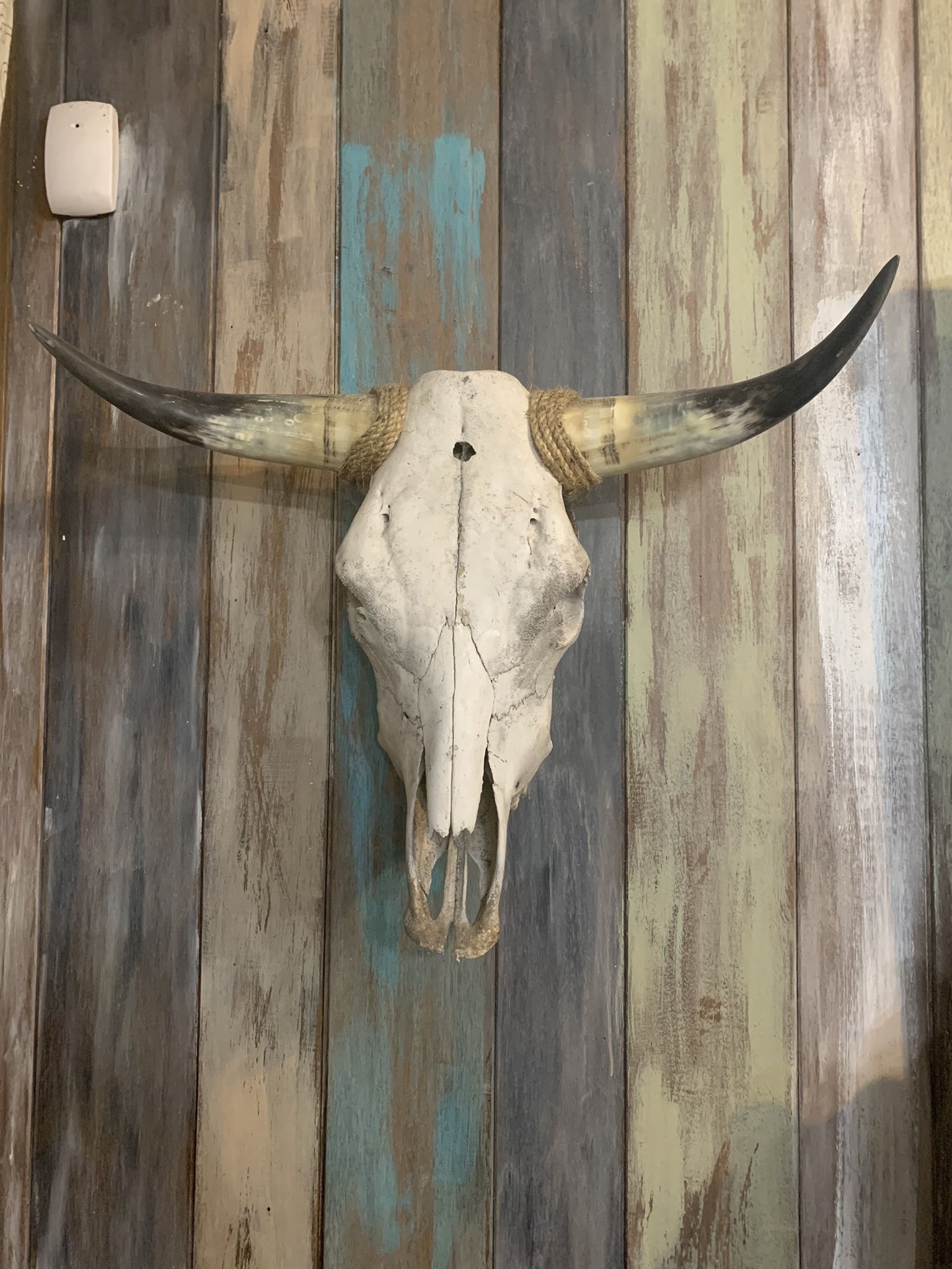 Large cow skull