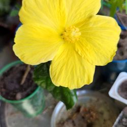 Yellow Hibiscus Flower Plant, Rooted
