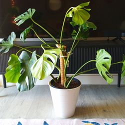 Big and mature Monstera plant ❤️ 89103