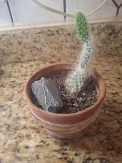 Cactus plant