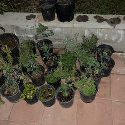 Plants Oregano Ruda And Mint Rosemary And A Rosale