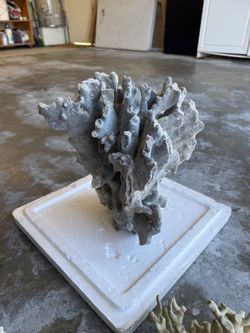 Real coral pieces, blue coral and other types