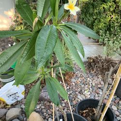 4 Foot Adult Plumeria Yellow And White 